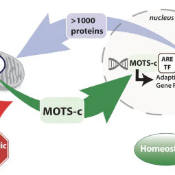Unlock the Power of MOTS-c: A Key Peptide for Immune Health This Winter