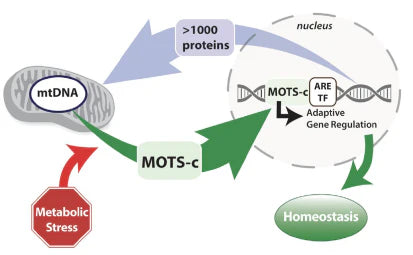 Unlock the Power of MOTS-c: A Key Peptide for Immune Health This Winter