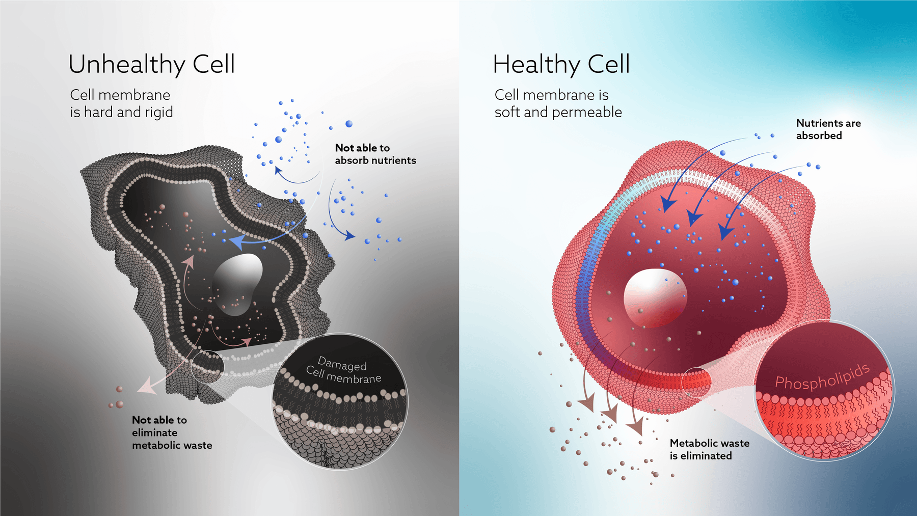 Epitalon: The Peptide of Longevity and Cellular Health
