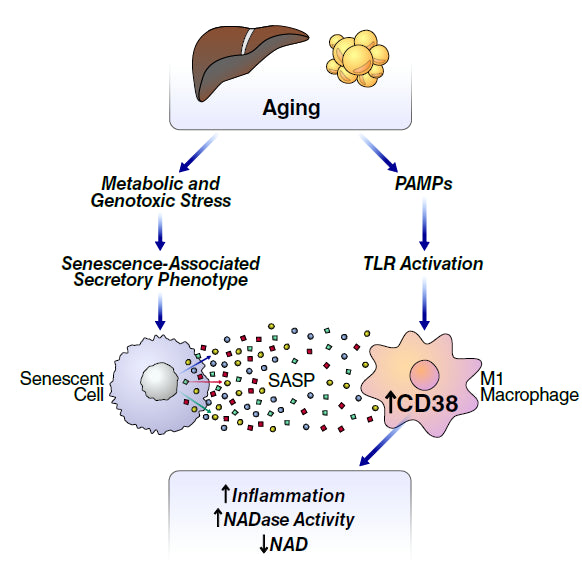 Unlocking the Power of NAD+: A Comprehensive Guide to Benefits, Usage, and Long-Term Effects for Optimal Health and Vitality