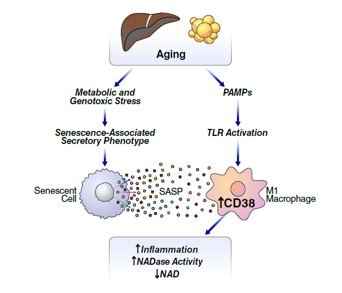 Unlocking the Power of NAD+: A Comprehensive Guide to Benefits, Usage, and Long-Term Effects for Optimal Health and Vitality