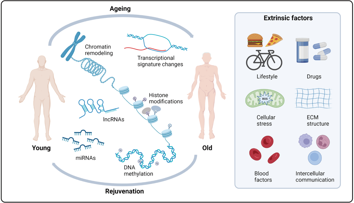 Anti-Aging and Skin Health: How Peptides Support Youthful Skin and Cellular Repair