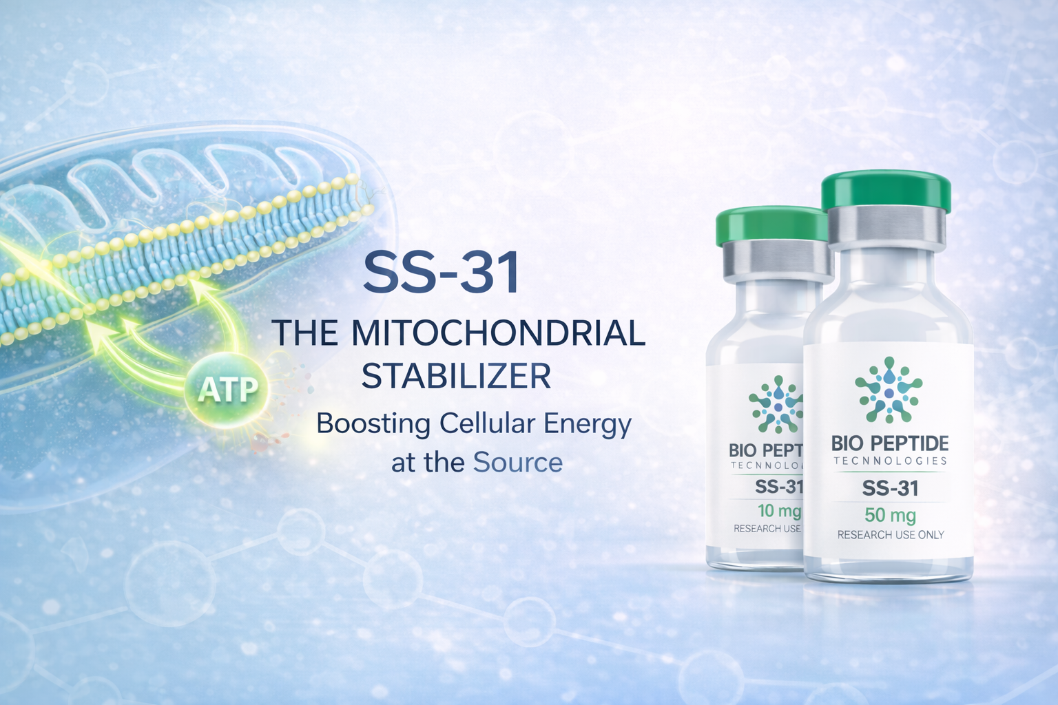 SS-31: The Mitochondrial Stabilizer Redefining Cellular Energy at the Source