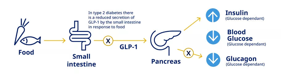 GLP-1: Understanding How It Works, Benefits, and Guidelines for Effect ...
