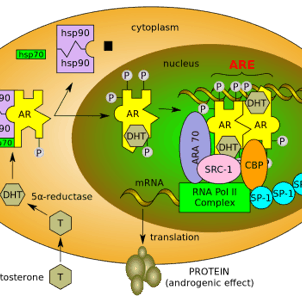 Unlocking the Potential of RAD 140: Benefits and Uses of This Powerful SARM