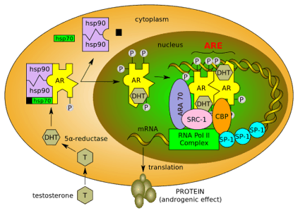 Unlocking the Potential of RAD 140: Benefits and Uses of This Powerful SARM